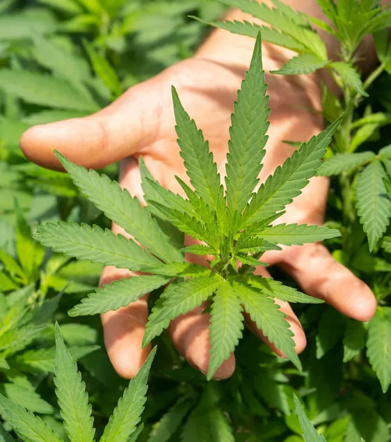 A hand holds a green cannabis leaf with plants in the background, perfect for Cannabis Delivery Long Island.