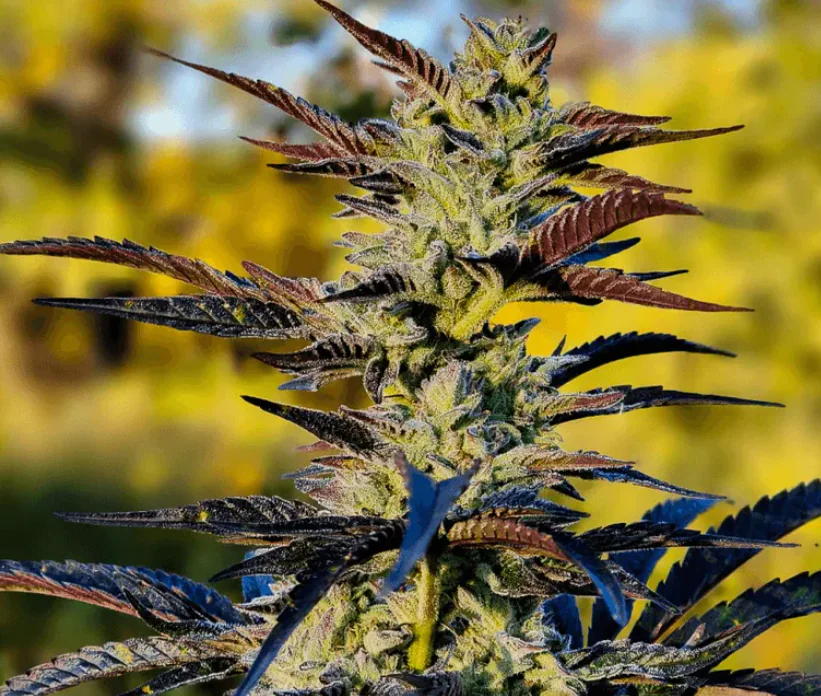 Close-up of a cannabis plant showing resinous buds and pointed leaves, with a blurred yellow background.