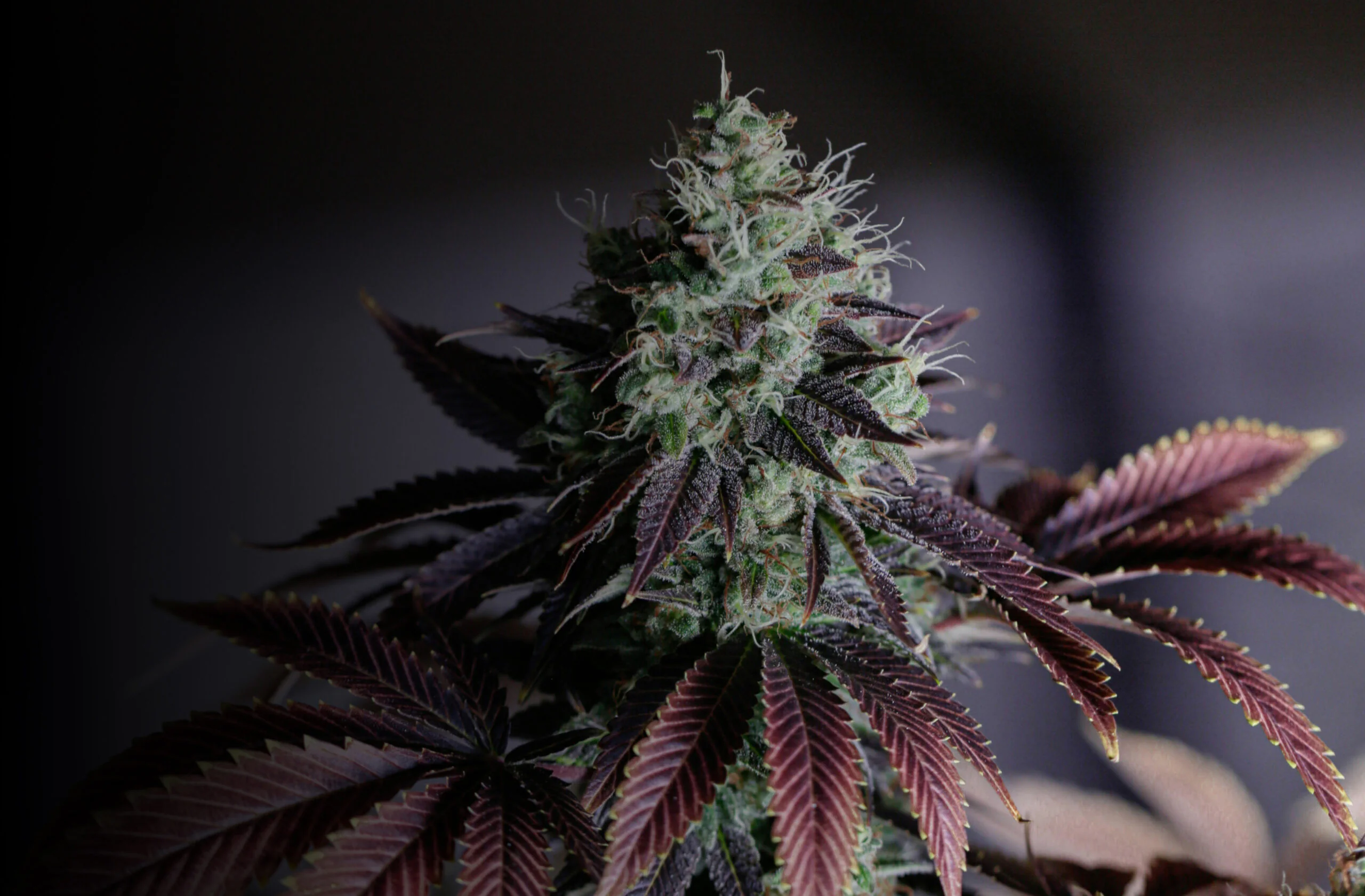 LotusWorks Wellness craft cannabis flower grown in the Hudson Valley