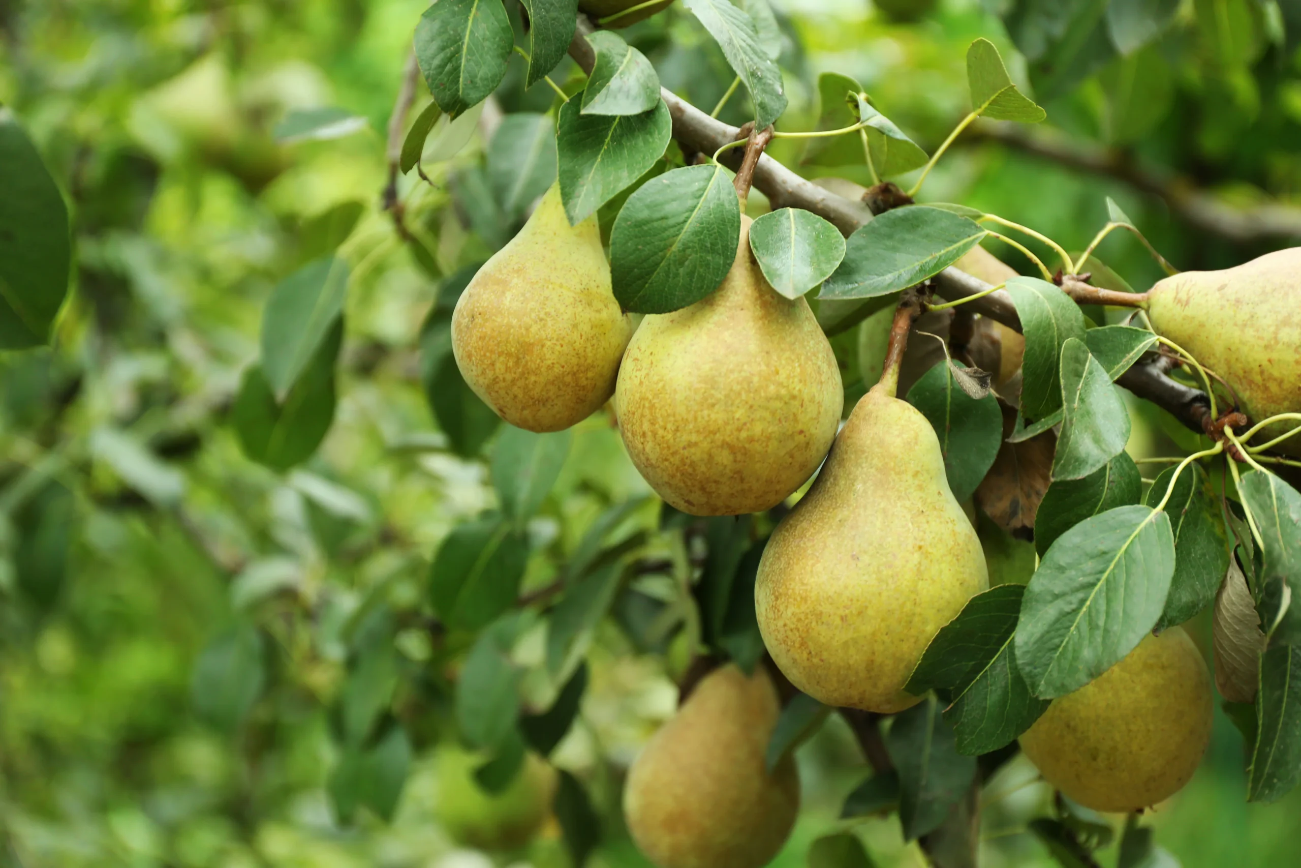Ripe pears on the branch, the real fruit behind Wyld gummies