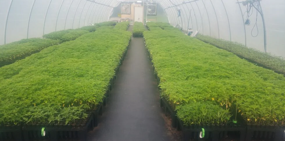 Knotweed Farm greenhouse cannabis cultivation