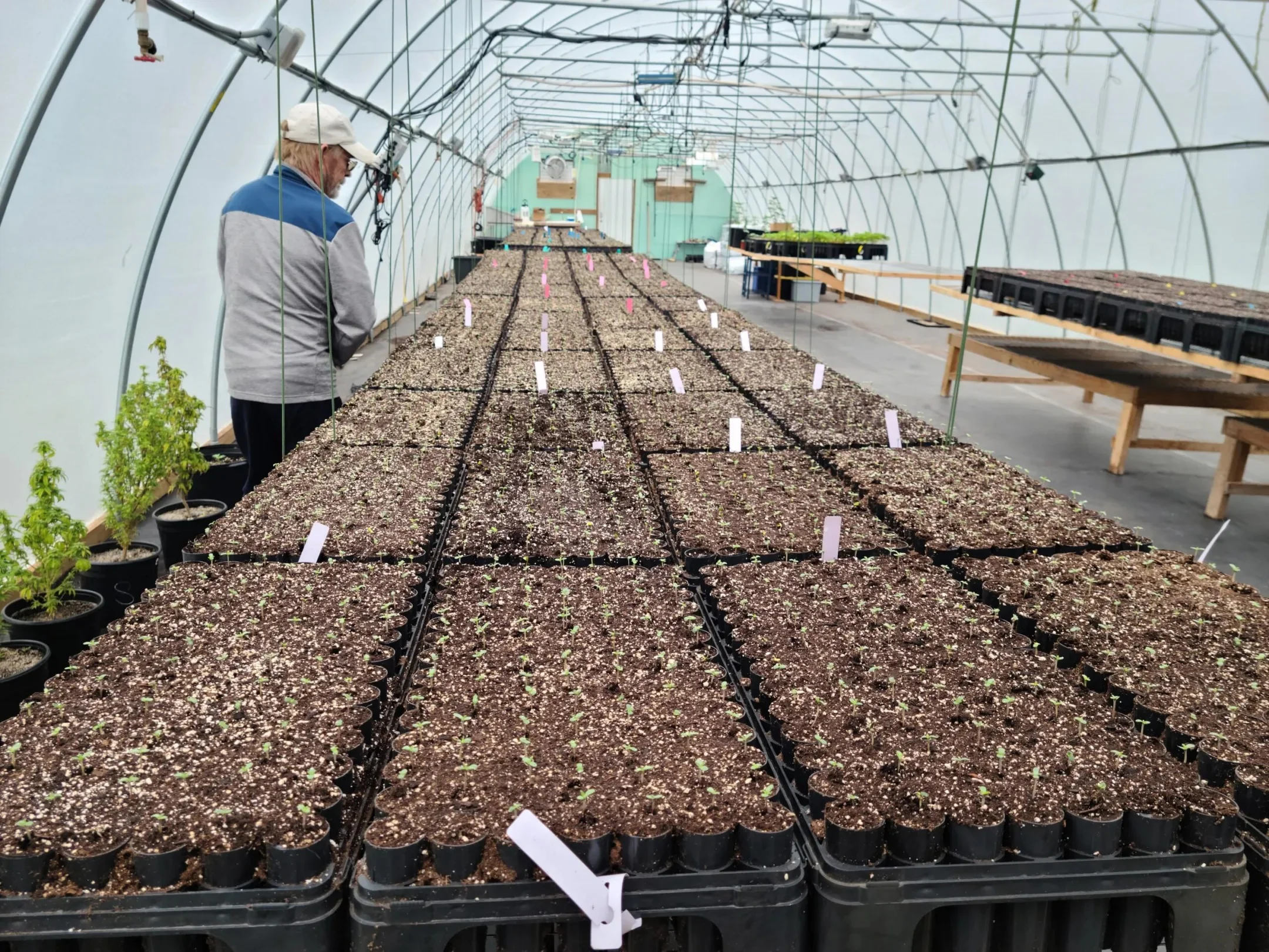 Cannabis seedling trays at Knotweed Farm