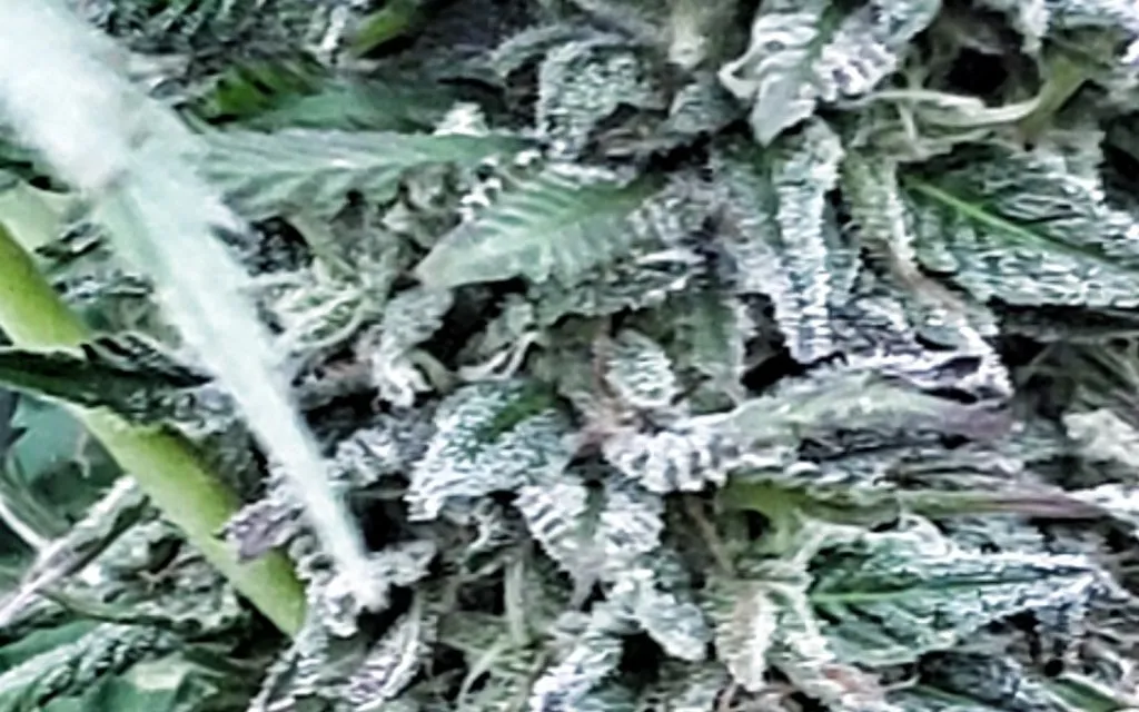 Hemplocks Small-Batch 3.5g Flower