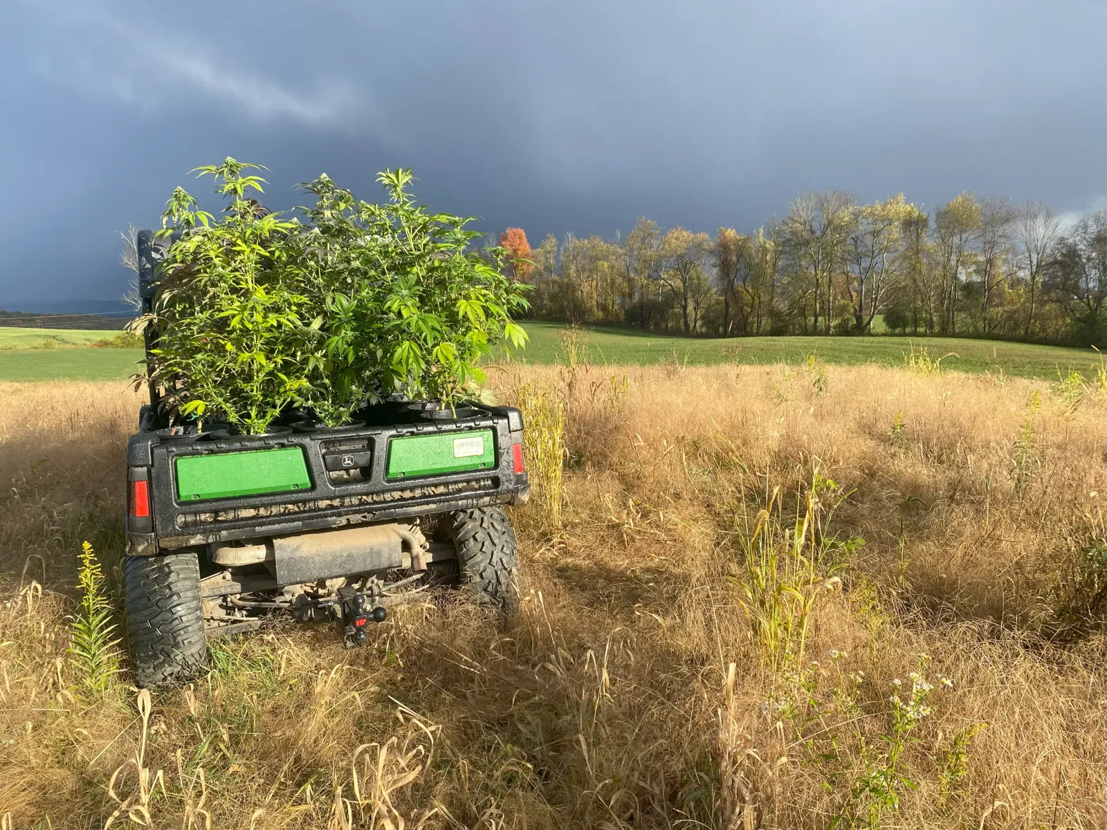 Freshly harvested cannabis plants at the Hudson Valley Jane farm