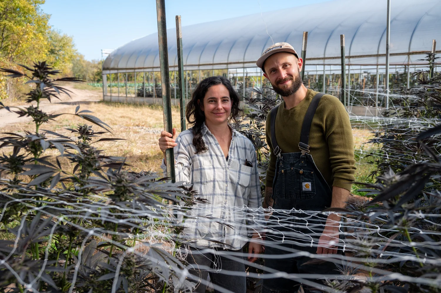 Hurley Grown cannabis harvest