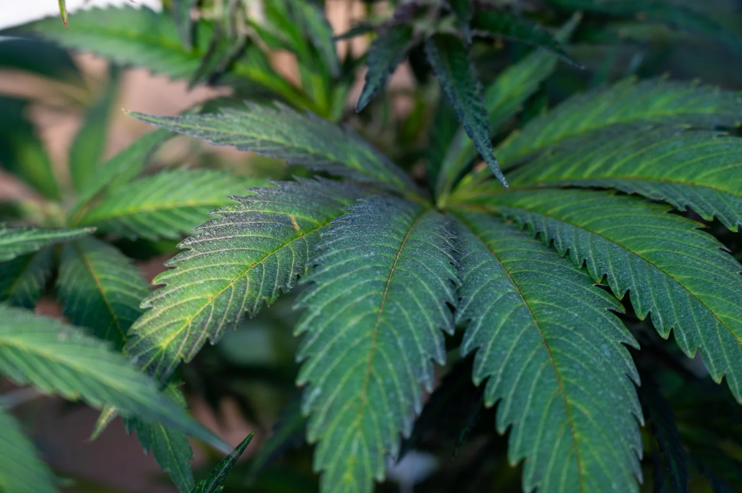 Hurley Grown outdoor cannabis cultivation