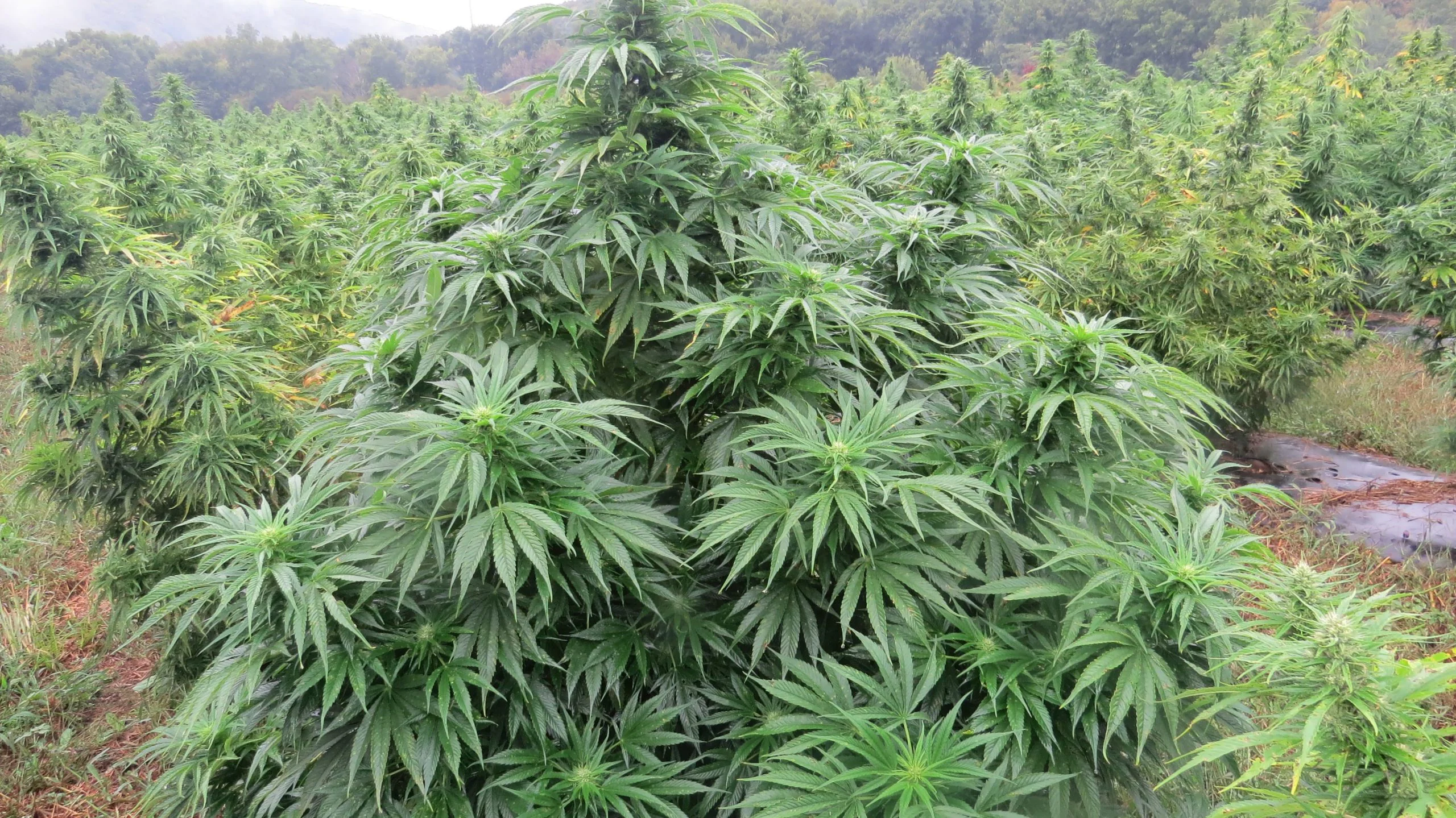 Cannabis plants growing at Knotweed Farm in Delaware County NY