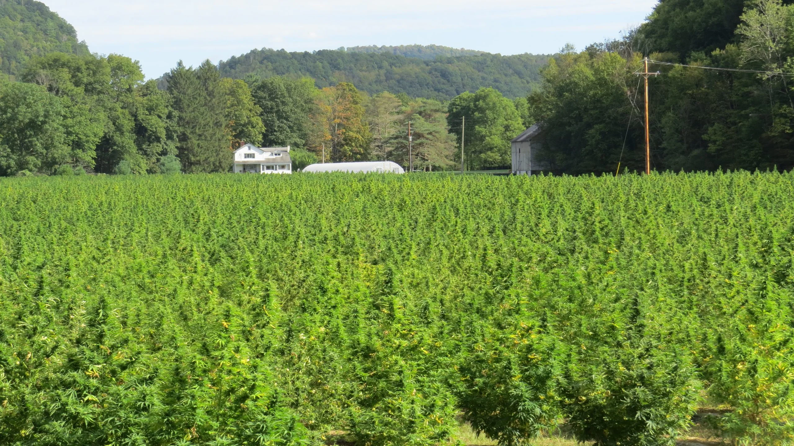 Outdoor cannabis field at Knotweed Farm in Hancock NY