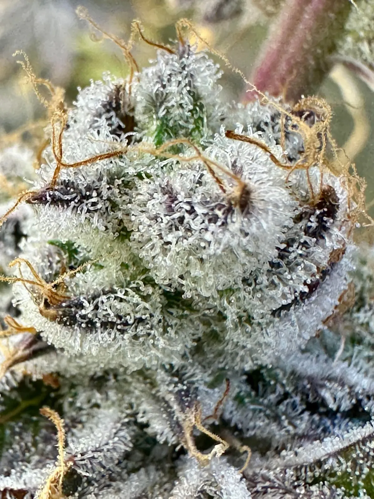 Quality High hand-trimmed cannabis flower
